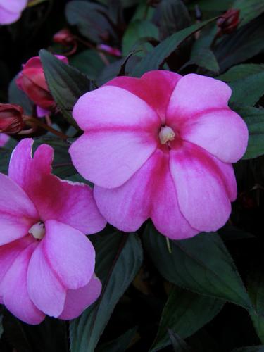 New Guinea Impatiens (Impatiens x hawkeri 'Celebration Purple Star Imperial')