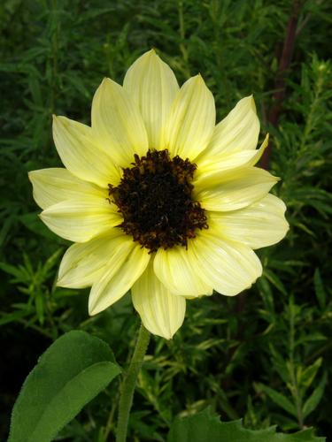 Beach Sunflower (Helianthus debilis 'Italian White')