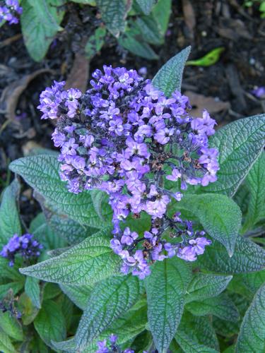 Heliotrope (Heliotropium arborescens 'Nagano')