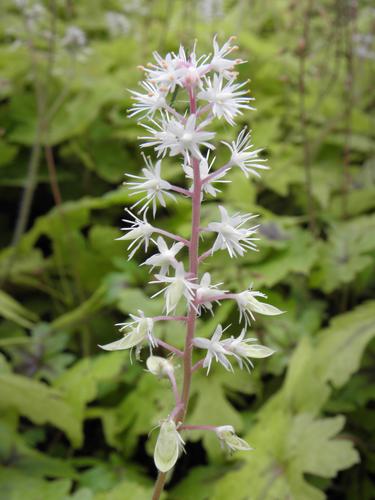 Coral Bells