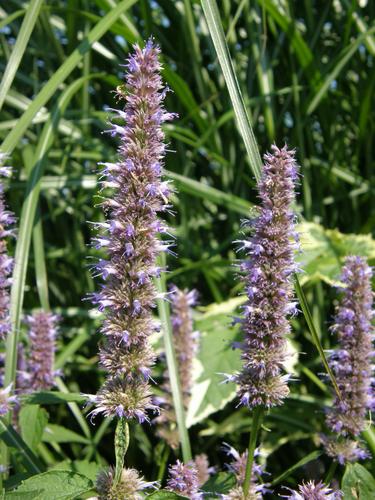 Giant Hyssop