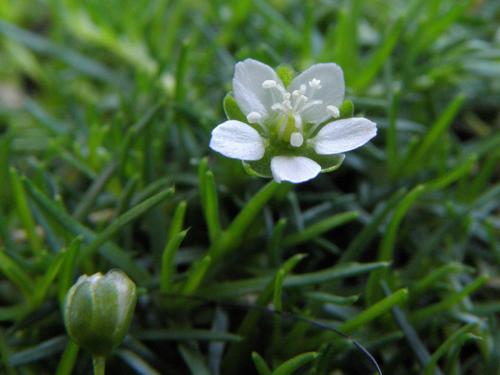 Irish Moss