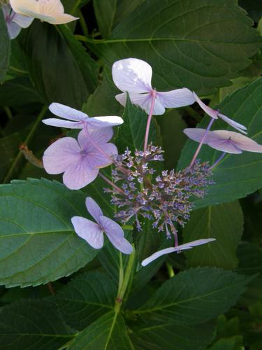 Lacecap Hydrangea