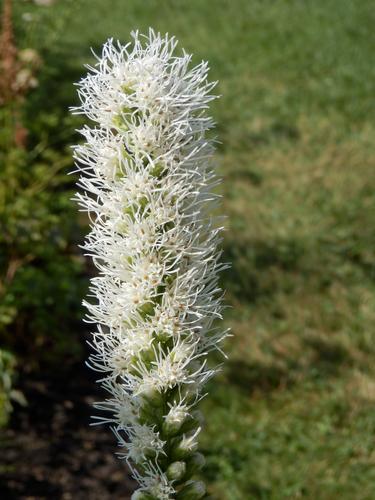 Spike Gayfeather (Liatris spicata)