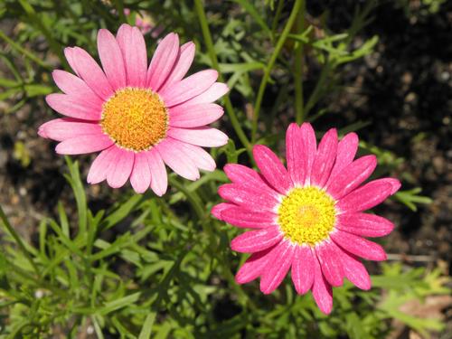 Argyranthemum Madeira Deep Pink