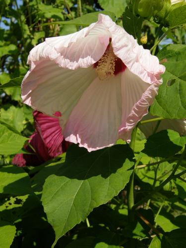 Giant Hibiscus