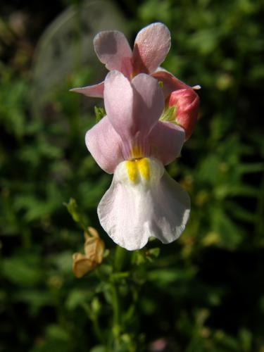 Nemesia (Nemesia fruticans 'Opal Innocence')