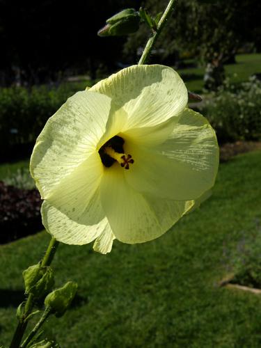 Flowering Okra