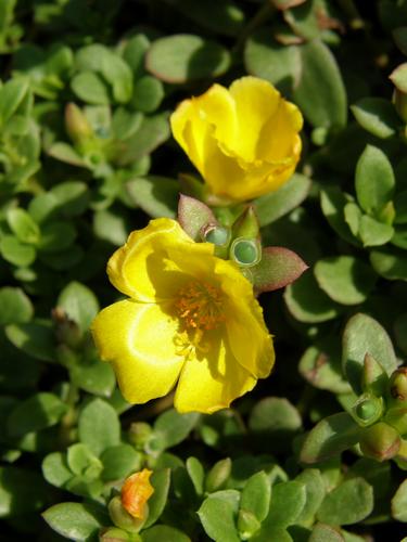 Portulaca (Portulaca oleracea 'Yubi Yellow')