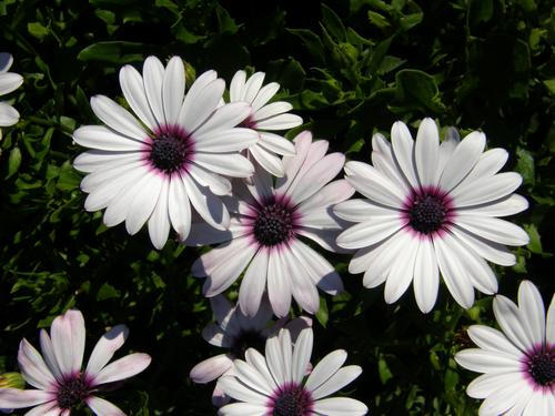 African Daisy (Osteospermum eklonis)