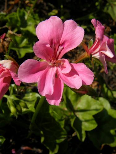 Ivy-leaved Geranium (Pelargonium peltatum 'Ivy Crocodile')
