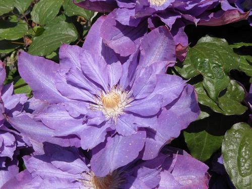 Clematis Vyvyan Pennell