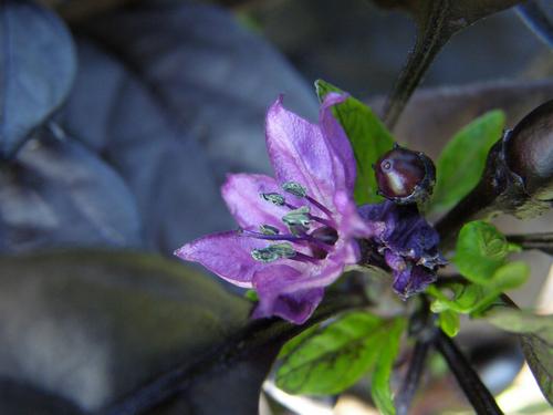 Ornamental Pepper