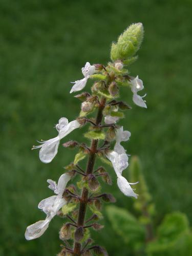 Scented Plectranthus (Plectranthus naiadensis)