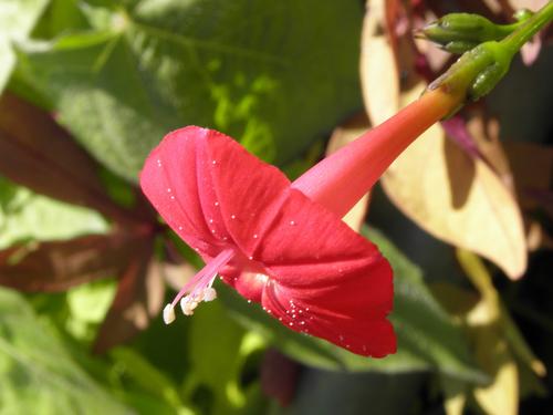 Cypress Vine