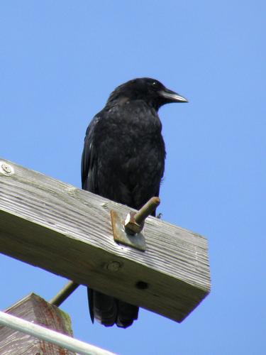 Common Raven (Corvus corax)