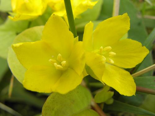 Golden Creeping Speedwell (Veronica repens 'Sunshine')