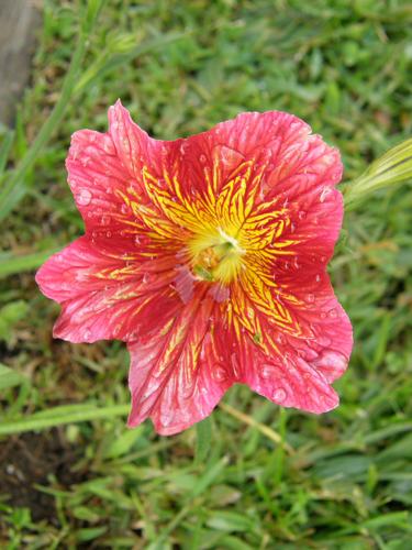 Painted Tongue (Salpiglossis sinuata 'Royale Mix')