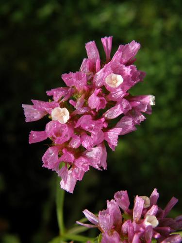 Statice (Limonium sinuatum 'Fortess Mix')