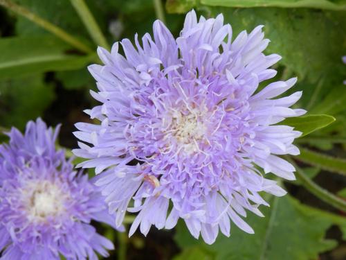 Stokes Aster (Stokesia laevis 'Blue Danube')