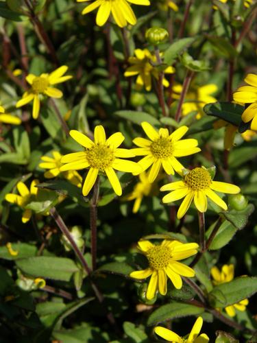 Creeping Zinnia (Sanvitalia speciosa 'Sunbini')