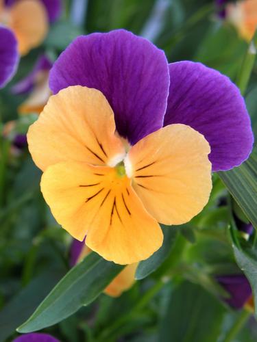 Pansy (Viola x wittrockiana)