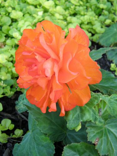 Tuberous Begonia (Begonia x tuberhybrida 'Nonstop Apricot')