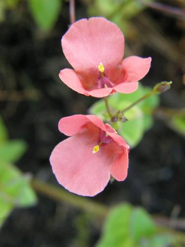 Twinspur (Diascia barberae 'Flying Colors Coral')