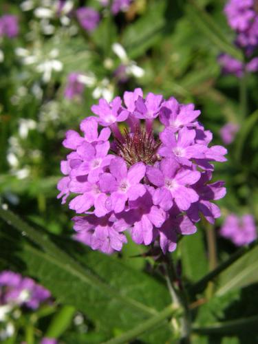 Purple Vervain (Verbena rigida)