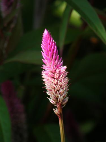 Wheatstraw Celosia (Celosia argentea var. spicata 'Purple Flamingo')