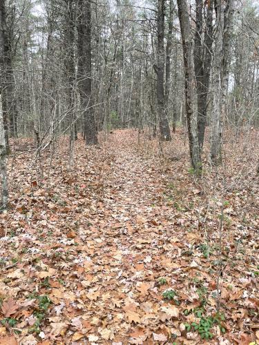 trail in November at Poutwater Pond WMA at Holden in eastern Massachusetts