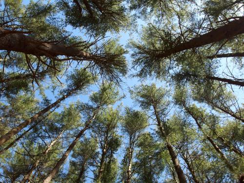 Grove of White Pine trees in March at Powow Hill in northeast Massachusetts