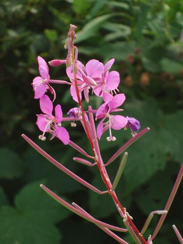 Fireweed (Epilobium angustifolium)