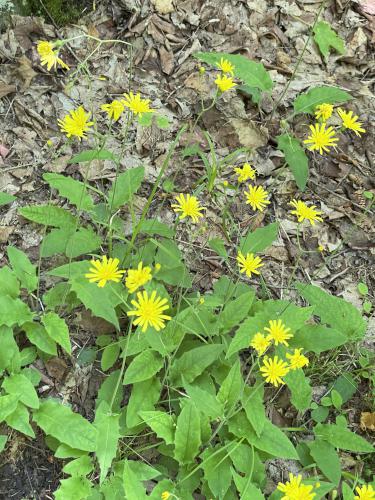 flowers in June at Prospect Mountain in northern New Hampshire