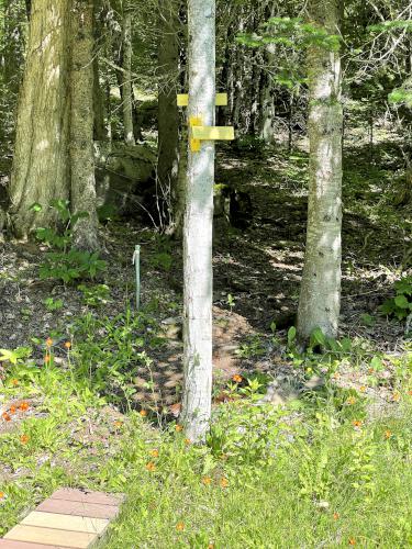 woods in June at Prospect Mountain in northern New Hampshire