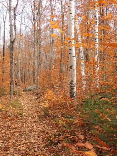 Grafton Loop Trail in October to Puzzle Mountain in western Maine