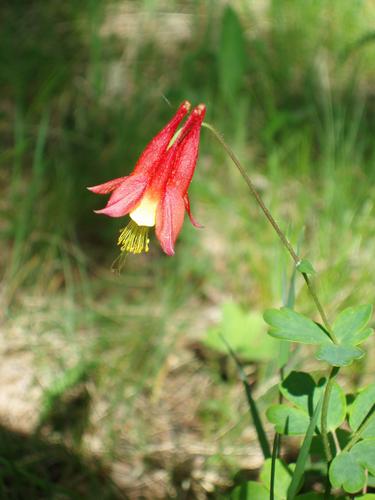 Wild Columbine