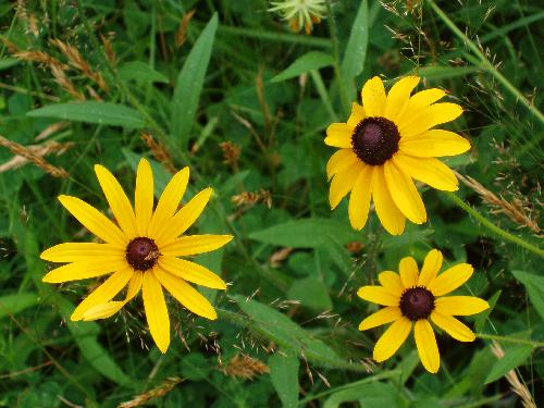 Black-eyed Susan flowers