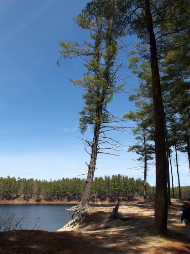 a poor tree loosing the ground beneath it at Clough State Park in southern New Hampshire