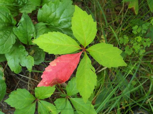 five-leaved plant at Raymond Park in Pelham, New Hampshire