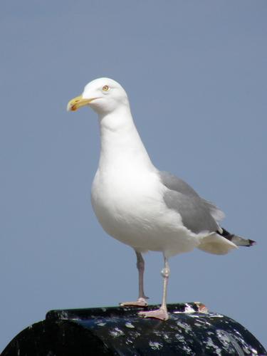 Herring Gull (Larus argentatus)