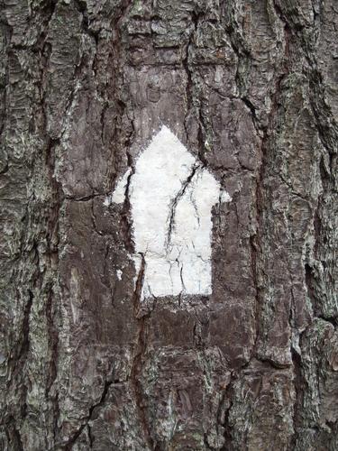 trail blaze at J Harry Rich State Forest in northeastern Massachusetts