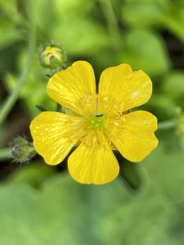 Common Buttercup (Ranunculus acris) in June at Nashua Riverwalk in southern NH