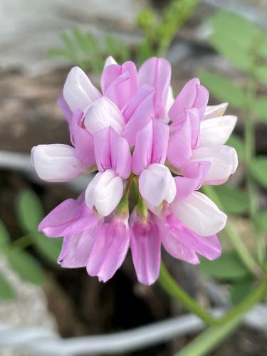 Crown Vetch (Coronilla varia) in June at Nashua Riverwalk in southern NH