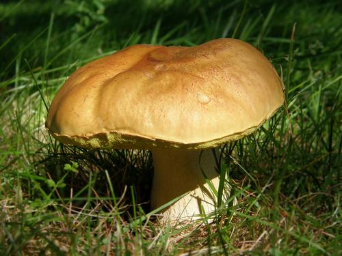 King Bolete mushroom