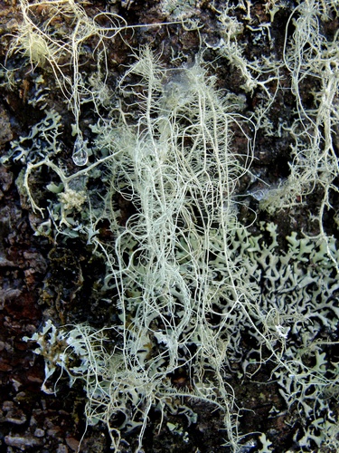 horsehair lichen