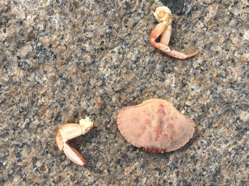 crab remains in September at Rockland Breakwater in Maine