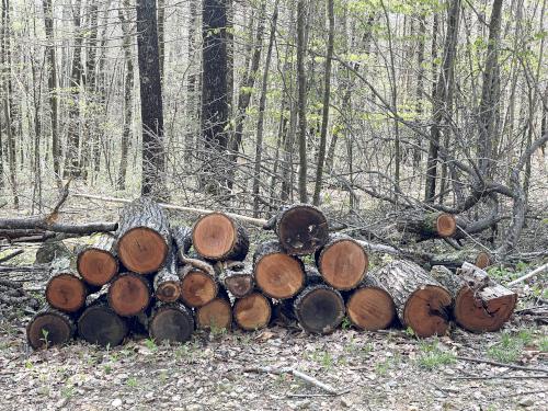 logs in May at Rocky Pond near Leominster, MA