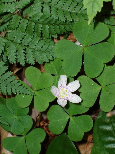 Wood Sorrel flower