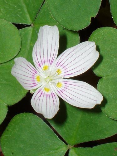 Wood Sorrel flower